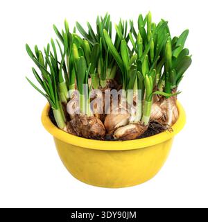 Primo piano di bulbi di narcisi isolati in una pentola Foto Stock