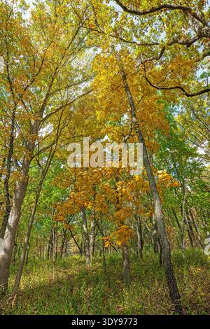 I colori autunnali nella foresta del Moraine Hills State Park, Illinois Foto Stock