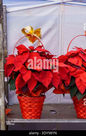 Le tradizionali puntette natalizie in vendita al tipico mercatino di Natale Foto Stock