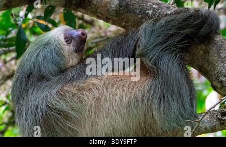 Bradipo a due dita che riposa nell'albero della foresta pluviale in Costa Rica, ritratto ravvicinato che mostra pellicce squallide e comportamento arboreo rilassato. Foto Stock