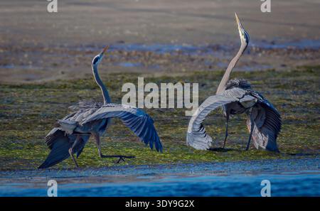Due Great Blue Herons che eseguono un corteggiamento in un habitat paludoso poco profondo. Foto Stock