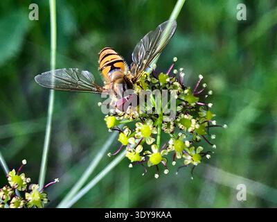 Delicato primo piano macro di un hoverfly appoggiato su un delicato fiore verde chiaro, splendidamente contrastato da uno sfondo sfocato verde scuro. Foto Stock