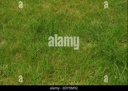 Erba verde fresca con piccole foglie selvatiche in una giornata di sole. Concetto di sfondo naturale, ambiente ecologico e crescita del giardino fresco Foto Stock