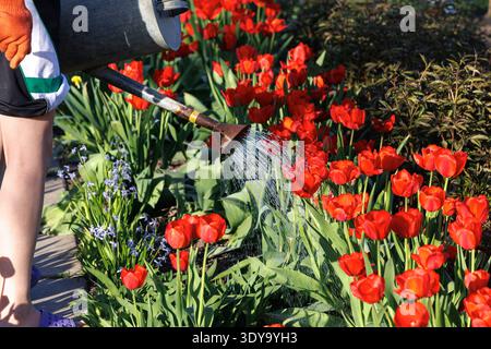 Donna che innaffia i tulipani rossi nel giardino di primavera con lattina da irrigazione metallica. Giardiniere che innaffiano tulipani rossi in fiore lungo il sentiero del giardino nelle giornate di sole. Foto Stock