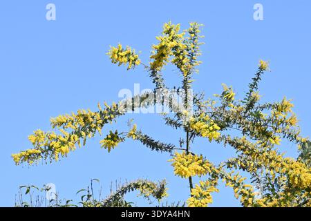 Fiori di Cootamundra wattle (Acacia baileyana). Fabaceae albero sempreverde. Una pianta di nettare con fiori gialli profumati che fioriscono in primavera. Foto Stock