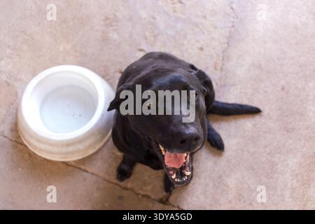 Happy black labrador seduto accanto a una ciotola vuota di acqua bianca su cemento Foto Stock