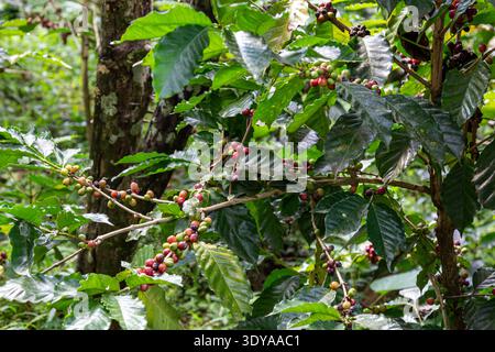 Vista ravvicinata di una pianta di caffè che porta ciliegie in diverse fasi di maturazione, dal verde al rosso, che cresce tra la fitta vegetazione tropicale. Foto Stock