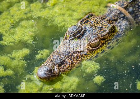 Coccodrillo cubano, Crocodylus rhombifer, specie endemiche, specie a rischio critico, Cuba, Mar dei Caraibi, Oceano Atlantico (c) Foto Stock