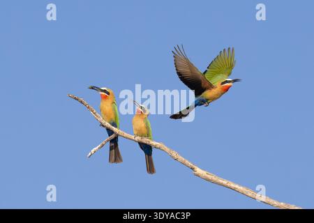 Due cuccioli dalla fronte bianca arroccati su un ramo del fiume Chobe, Botswana, con un terzo che decolla con le ali aperte. Foto Stock
