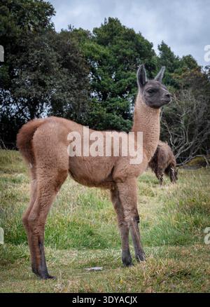Giovane lama in piedi in un pascolo erboso nelle Ande ecuadoriane. Il camelide andino è fotografato in un ambiente rurale naturale con alberi. Foto Stock