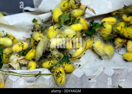 Bozzoli di falena di seta domestica (Bombyx mori). Foto Stock