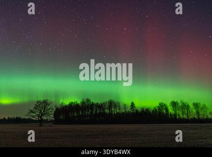 Aurora boreale sopra alberi sagomati e campo aperto Foto Stock