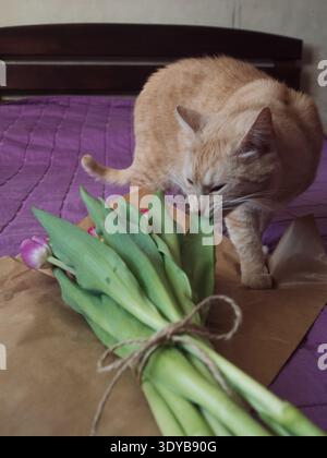 Beige Tabby Cat Sniffing Purple Tulip Bouquet sul letto con coperta viola, verticale Foto Stock
