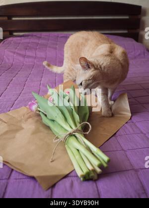 Beige Tabby Cat Sniffing Purple Tulip Bouquet sul letto con coperta viola, verticale Foto Stock