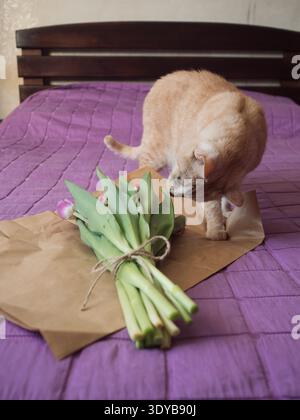 Beige Tabby Cat Sniffing Purple Tulip Bouquet sul letto con coperta viola, verticale Foto Stock