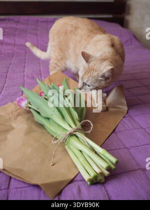 Beige Tabby Cat Sniffing Purple Tulip Bouquet sul letto con coperta viola, verticale Foto Stock