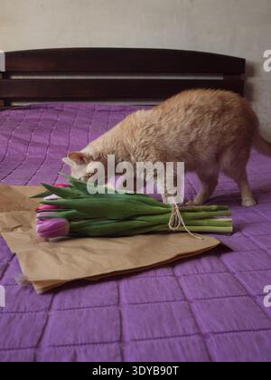 Beige Tabby Cat Sniffing Purple Tulip Bouquet sul letto con coperta viola, verticale Foto Stock