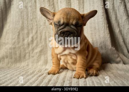 Ritratto di un cucciolo Bulldog francese dai capelli rossi. Razza Shar-Pei. Occhi chiusi. Foto Stock