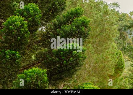 Vista ravvicinata dei rami dell'eterofilla di Araucaria con aghi verdi vibranti in un fitto ambiente boschivo. Foto Stock