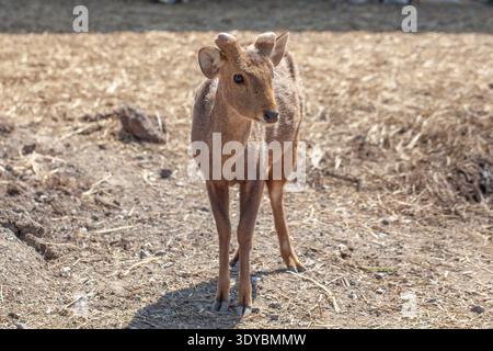Giovane cervo maiale con corna di velluto in piedi su terra asciutta e paglia, habitat naturale della fauna selvatica in un ambiente soleggiato all'aperto. Foto Stock