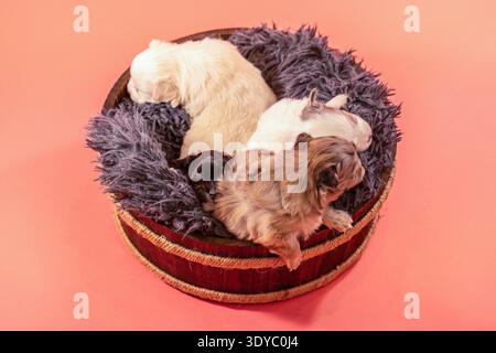 Due cuccioli di chihuahua che riposano insieme in un cestino di legno su sfondo rosa studio Foto Stock
