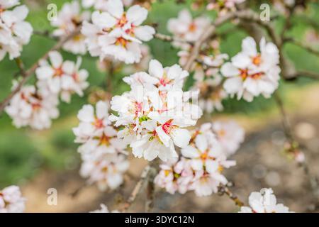 Primo piano di rami di mandorli ricoperti di fiori bianchi, Catalogna, Spagna Foto Stock