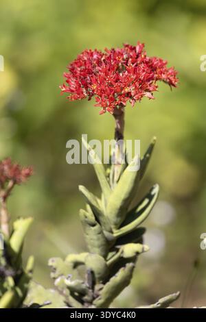 Crassula perforata, giada, fioritura, Kirstenbosch Botanic Garden, città del Capo, Sudafrica Foto Stock