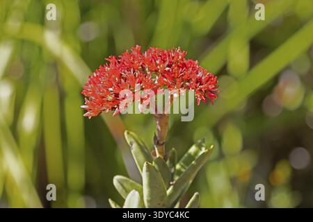 Crassula perforata, giada, fioritura, Kirstenbosch Botanic Garden, città del Capo, Sudafrica Foto Stock
