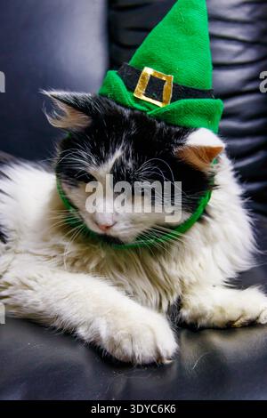 Ritratto di un bellissimo gatto che indossa un cappello verde di leprechaun in una poltrona in pelle nera. Il giorno di San Patrizio Foto Stock