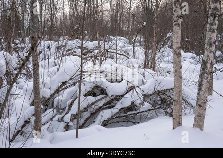 Cespugli e alberi ricoperti da uno spesso strato di neve e piegati sotto il peso della neve dopo una nevicata Foto Stock