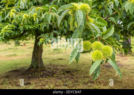 Castagno dolce con macine di frutta verde in via di sviluppo Foto Stock