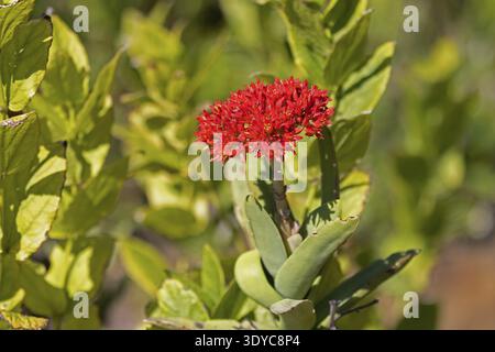 Crassula perforata, giada, fioritura, Kirstenbosch Botanic Garden, città del Capo, Sudafrica Foto Stock