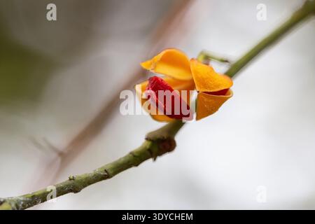 Primo piano dei fiori gialli della corteccia di betulla. Euonymus myrianthus Hemsl. Wilsoni su una diramazione. Foto Stock