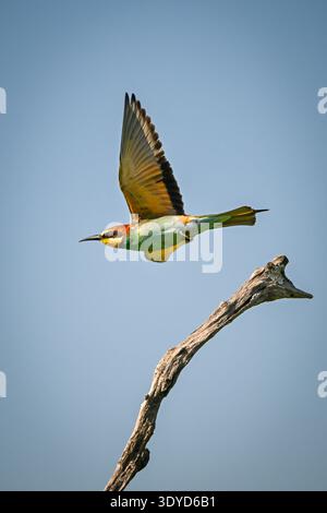 L'apicoltore europeo decolla sotto il cielo blu Foto Stock