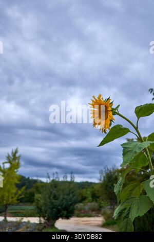 Girasole solitario nel villaggio di Andong Hahoe Foto Stock