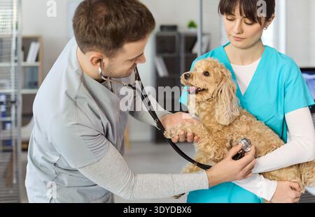 Veterinario e infermiere che esaminano la miscela di piccoli barboncini felici con lo stetoscopio in clinica Foto Stock