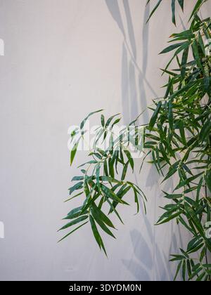 Vista ravvicinata delle fresche foglie di bambù verdi e delle loro ombre morbide che cadono su una parete bianca pulita illuminata dalla luce del sole. L'immagine è minimalista Foto Stock