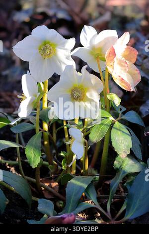 Alcune rose di Natale fioriscono nel giardino all'inizio della primavera. Foto Stock