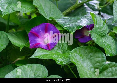 Ipomoea purpurea nonno Otts, gloria mattutina nonno Otts, a forma di imbuto, fiori blu viola con "stelle" rosa rossastro Foto Stock