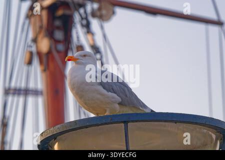 Un gabbiano con piume bianche e grigie si trova su un palo della lampada resistente agli agenti atmosferici con un albero della nave e l'attrezzatura sfocata sullo sfondo durante la luce serale. Foto Stock