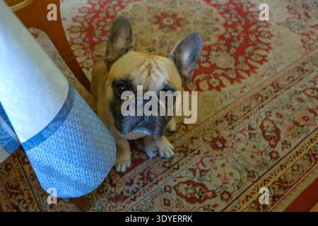 Un piccolo Bulldog francese abbronzato siede su una sedia di legno e una tovaglia a motivi blu su un tappeto in stile persiano rosso e crema all'interno della Bielorussia, a livello degli occhi Foto Stock
