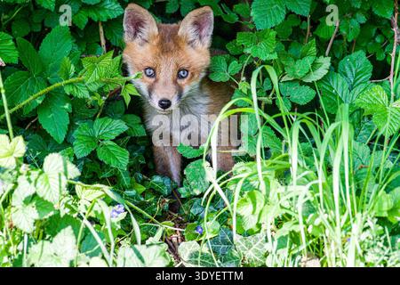 Il cucciolo di Fox che emerge dalla siepe Foto Stock