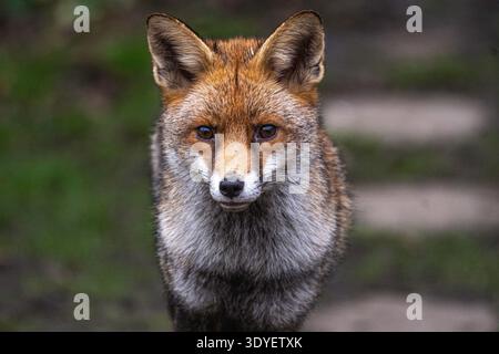 Fox nel giardino urbano di Knaphill, Surrey Foto Stock