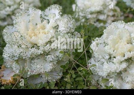 Cavolo ornamentale bianco con foglie ricci decorativi che crescono in aiuole di fiori da giardino Foto Stock