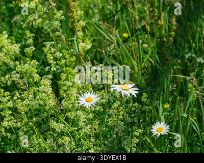 Margherite che crescono in un campo Foto Stock