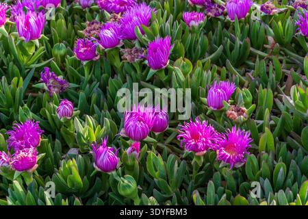 Dettaglio ravvicinato di una lussureggiante distesa di Carpobrotus. Tra le succulente foglie verdi spiccano vivaci fucsia e fiori viola. Tex botanico naturale Foto Stock