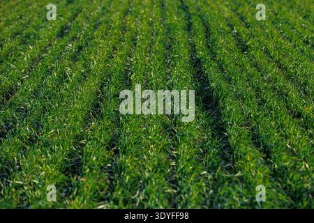 Campo di grano giovane con Green Rows - Agricoltura primaverile. Vista ravvicinata di prodotti giovani in un campo con linee distanziate uniformemente. Concetto di farmi sostenibili Foto Stock