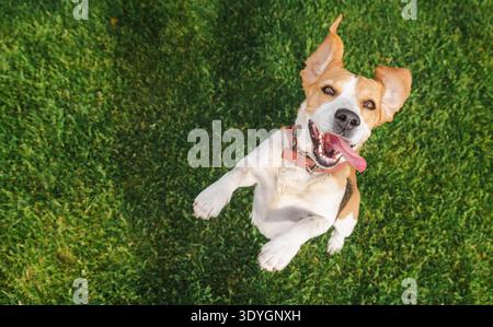 Giocoso cane beagle che salta sull'erba verde con le orecchie che sbattono e la lingua fuori, mostrando emozioni e gioia in un ambiente all'aperto soleggiato Foto Stock