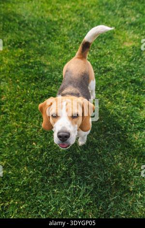 Cane Beagle in piedi su un prato verde, guardando direttamente la telecamera con una bocca leggermente aperta e un'espressione rilassata e curiosa Foto Stock