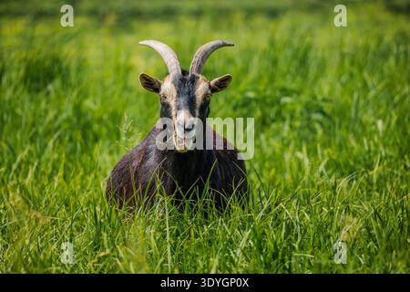 La capra nera con corna ricurve si trova nell'erba verde alta, masticando contenta in un pascolo soleggiato in una fattoria rurale Foto Stock